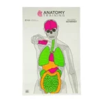 ACTGS ANATOMY 100 1