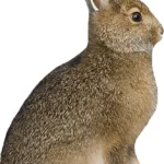 https3A2F2Fmedia.chattanoogashooting.com2Fimages2Fproduct2FQW00362FQW0036