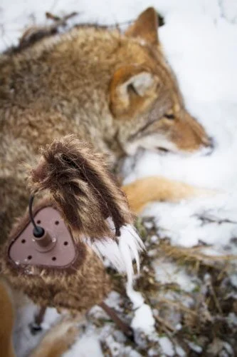 MOJO SUPER CRITTER W/CRITTER - TOPPER & SPEAKER 2 MOJO SUPER CRITTER W/CRITTER - TOPPER & SPEAKER - Image 2