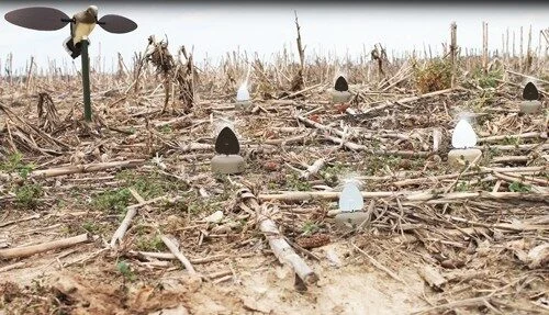 MOJO DOVE A FLICKER (4 PACK) 2 MOJO DOVE A FLICKER (4 PACK) - Image 2